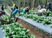 Kelompok Tani Hortikultura Poco Leok NTT Binaan PLN Raup Keuntungan Besar