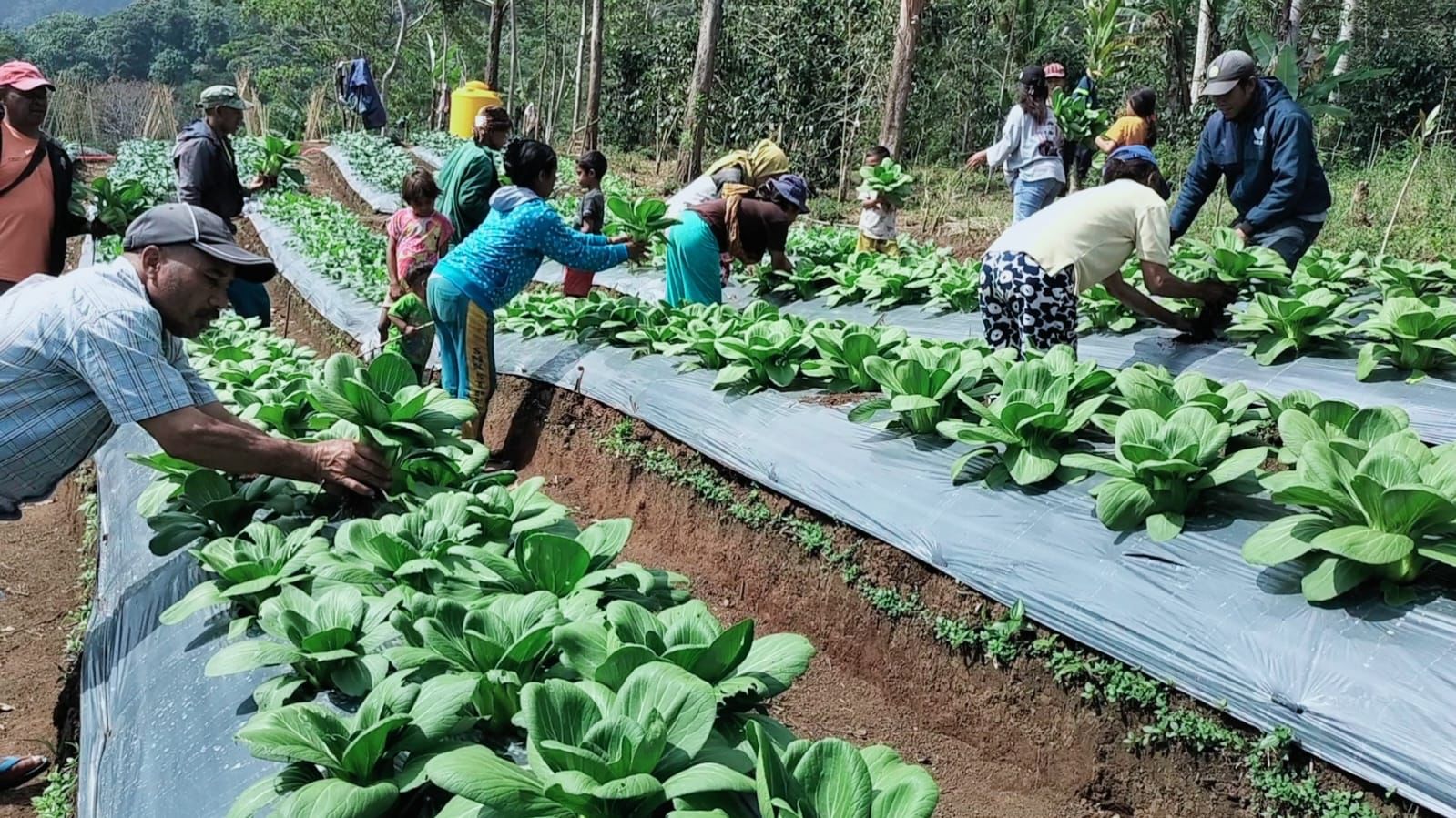 Kelompok Tani Hortikultura binaan PLN di Provinsi NTT. (PLN)