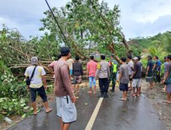 Bencana Cuaca Ekstrem di Sekotong: Waspada Pohon Tumbang & Gelombang Pasang