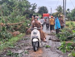 Gerung Dilanda Hujan Deras, Tiga Pohon Tumbang, Ini Langkah Cepat Petugas