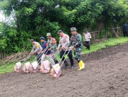 Kapolsek Poto Tano Bersama Danramil Poto Tano Dukung Percepatan Tanam Jagung di Desa Senayan
