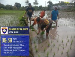 Bhabinkamtibmas Desa Rhee Dukung Ketahanan Pangan, Terjun Langsung Bantu Petani Tanam Padi