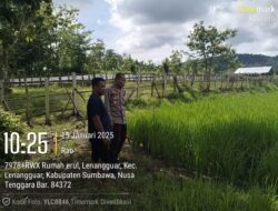 Dukung Ketahanan Pangan, Polsek Ropang Tinjau Perkembangan Padi Warga