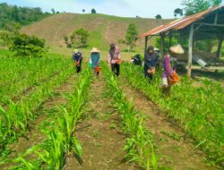 Polisi Penggerak Ketahanan Pangan Polres Sumbawa Barat Dampingi Pemupukan Jagung, Petani Optimis Hasil Panen Meningkat