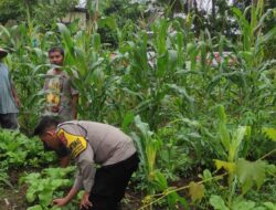 Polsek Batukliang Manfaatkan Lahan Kosong untuk Pekarangan Bergizi.