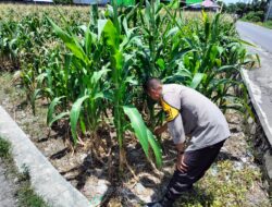 Bhabinkamtibmas Dorong Petani Labuapi Optimalkan Lahan Kosong