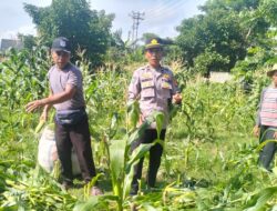 Polisi di Lombok Barat Turun Langsung Dampingi Petani Panen Jagung