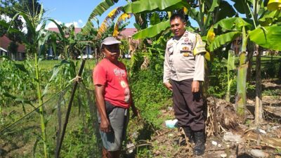 Bhabinkamtibmas Kuripan Ajak Warga Tanam Jagung, Perkuat Ketahanan Pangan