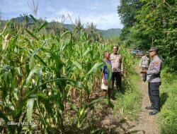 Dukung Ketahanan Pangan, Kapolsek Seteluk Tinjau Lahan Jagung di Lima Desa