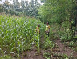 Dukung Ketahanan Pangan, Bhabinkamtibmas Tapir Pantau Perkembangan Tanaman Jagung Warga