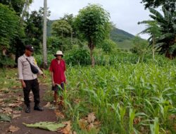 Polsek Kempo Pantau Pengolahan Lahan Pertanian untuk Dukung Ketahanan Pangan