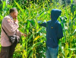 Bhabinkamtibmas Desa Rarak Ronges Dampingi Progres Tanaman Jagung Warga Binaan