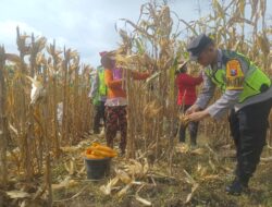 Dorong Produksi Pangan, Pak Bhabin Bantu Petani Bojonegoro Panen Jagung