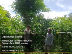 Bhabinkamtibmas Desa Beringin Jaya Pantau Lahan Jagung untuk Ketahanan Pangan Nasional