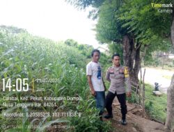 Polsek Pekat melalui Bhabinkamtibmas Pantau Lahan Jagung dalam Program Ketahanan Pangan Nasional