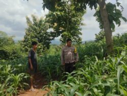 BKTM Desa Mbawi Pantau Lahan Jagung Warga dan Berikan Edukasi Pertanian