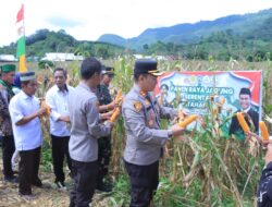 Polres Sumbawa Barat Ikuti Panen Jagung Serentak di Lokasi Kebun Jagung Poktan Cinta Damai Poto Tano