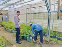 Pekarangan Jadi Sumber Pangan! Bhabinkamtibmas Desa Bajur Beri Contoh