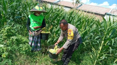 Bhabinkamtibmas Desa Bagik Polak Barat Ajak Petani Jagung Maju, Dukung Ketahanan Pangan