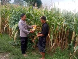 Polres Lombok Tengah Dukung Ketahanan Pangan, Tinjau Masyarakat yang Akan Melaksanakan Panen Jagung