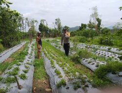 Dukung Ketahanan Pangan, Warga Jagaraga Mulai Bertani di Rumah