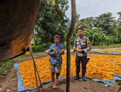 Dukung Ketahanan Pangan, Bhabinkamtibmas Desa Mantar Monitoring Panen Jagung di Desa Binaanya