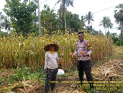 Dukung Ketahanan Pangan, Bhabinkamtibmas Desa Senayan Lakukan Pendampingan Panen Jagung