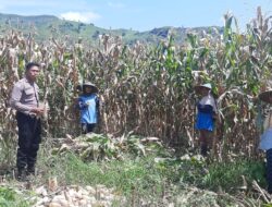 Dukung Ketahanan Pangan, Bhabinkamtibmas Banggo Pantau Panen Jagung di So Kampodu Moro