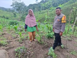 Bhabinkamtibmas Polsek Ropang Sambang dan Pengecekan Tanaman Petani Dukung Ketahanan Pangan