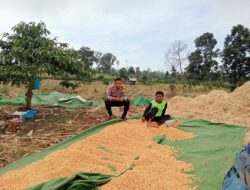 Bhabinkamtibmas Desa Tambora Pantau Panen Raya dalam Program Ketahanan Pangan Nasional