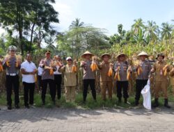 Kapolres Bersama Dinas Pertanian Panen Hasil Ketahanan Pangan