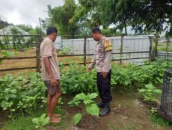 Bhabinkamtibmas Desa Dasan Anyar Monitoring Ketahanan Pangan