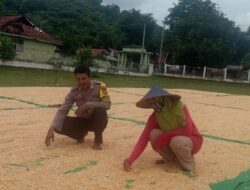 Bhabinkamtibmas Desa Rasabou Pantau Panen Raya Jagung untuk Dukung Ketahanan Pangan