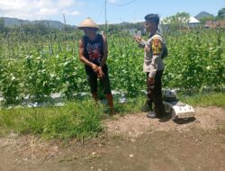 Dukung Swasembada Pangan, Bhabinkamtibmas Desa Maluk Monitoring Ketahanan Pangan di Desa Binaannya