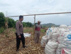 Panen di Tengah Tantangan Cuaca: Bhabinkamtibmas Desa Serakapi Dampingi Petani Jaga Ketahanan Pangan