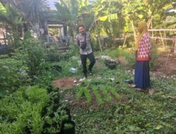 Dukung Ketahanan Pangan, Bhabinkamtibmas Desa Ai Kangkung Dampingi Warga yang Melakukan Uji Coba Tanaman Kangkung Cabut