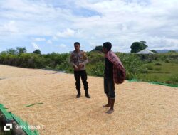 Dukung Ketahanan Pangan, Bhabinkamtibmas Hu’u Dampingi Warga Jemur Jagung di Dompu