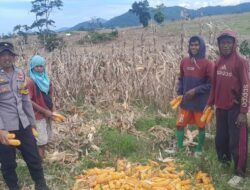 Dukung Ketahanan Pangan, Bhabinkamtibmas Desa Talonang Baru Lakukan Pendampingan Panen Jagung
