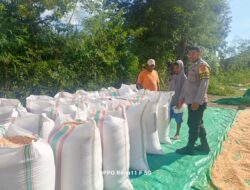Bhabinkamtibmas Desa Adu Dampingi Warga Jemur Jagung, Dukung Ketahanan Pangan Nasional