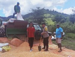 Bantu Proses Penggilingan Jagung Warga Upaya Bhabinkamtibmas Polsek Monta Sukseskan Ketahanan Pangan Nasional