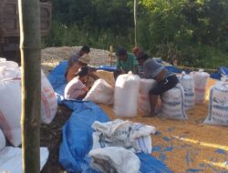 Sukses Panen Jagung di Desa Mareje, Dukungan Kepolisian Meningkatkan Kesejahteraan Petani