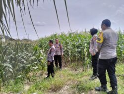 Panen Raya Jagung di Lombok Barat: Polres Pastikan Keamanan dan Kelancaran