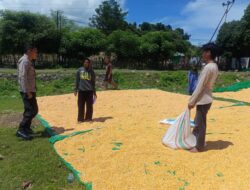 Jagung Petani Desa Marada Terdampak Cuaca, Bhabinkamtibmas Lakukan Pemantauan Ketahanan Pangan