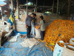 Bhabinkamtibmas Desa Pasir Putih Lakukan Monitoring Ketahanan Pangan di Tengah Panen Jagung