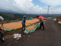Bhabinkamtibmas Nungga Bantu Jemur Jagung Warga, Dukung Ketahanan Pangan Nasional