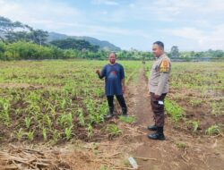 Sukses Panen Jagung, Bhabinkamtibmas Desa Sekongkang Bawah Motivasi Petani pada Musim Tanam II, Wujudkan Program Asta Cita