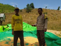 Bhabinkamtibmas Desa Ranggo Pantau Penjemuran Jagung Warga, Dukung Ketahanan Pangan Menuju Indonesia Emas 2045