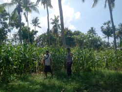 Dukung Program Asta Cita Swasembada Pangan, Bhabinkamtibmas Desa Senayan Sambangi Petani Jagung Musim Tanam Tahap II
