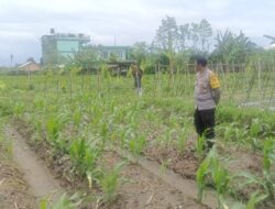 DDS Bhabinkamtibmas Desa Beleka, Sinergi Polri-Petani Jaga Ketahanan Pangan