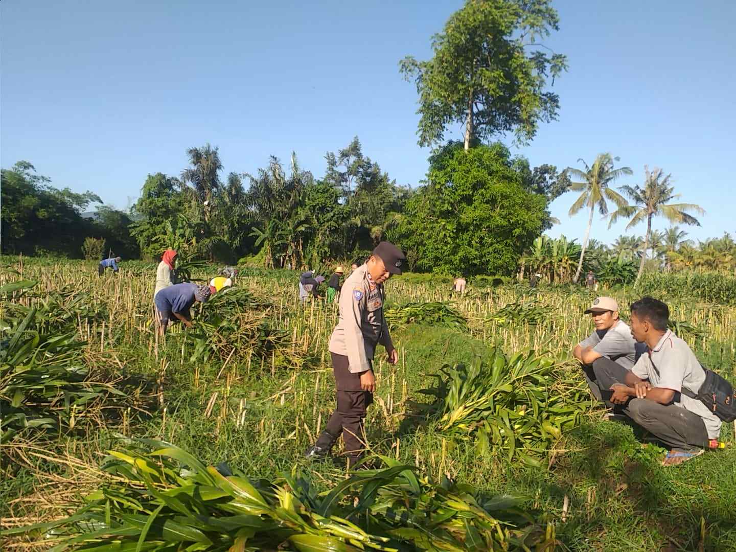 Bhabinkamtibmas Desa Jagaraga Aktif Dorong Ketahanan Pangan Lokal